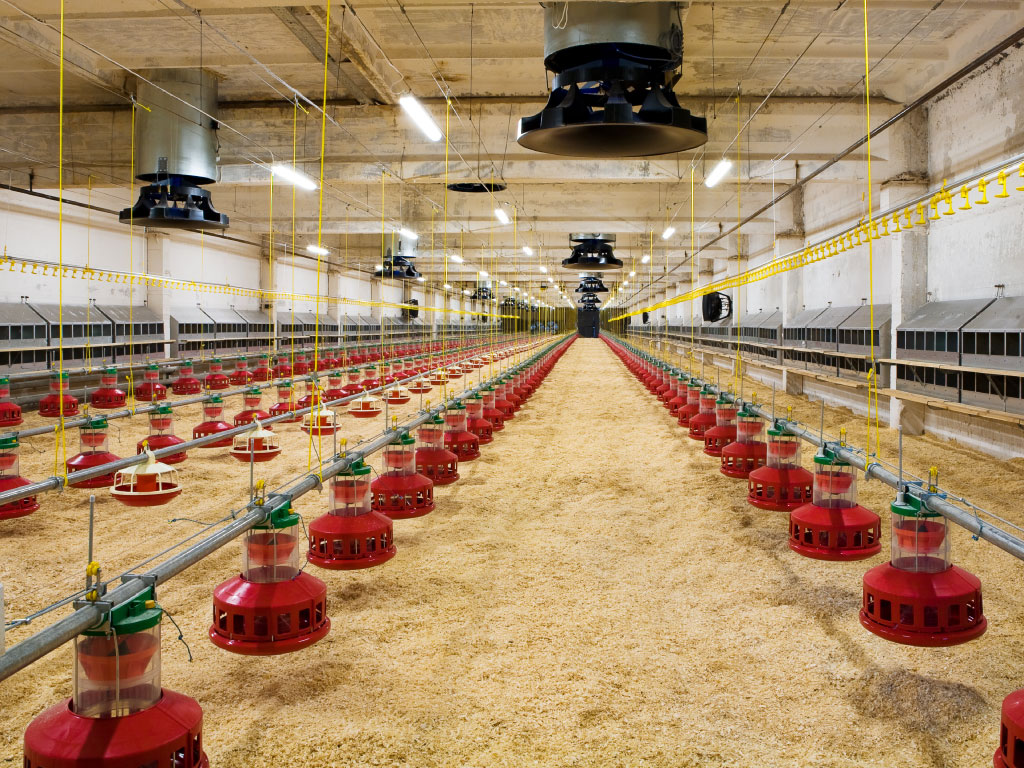 Stone Bank Loans for Poultry Farms